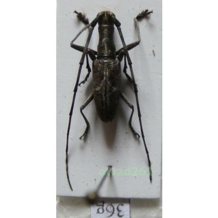 Gnoma luzonica Erichson, 1834 Philippines36g